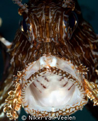 Lionfish yawning taken at Marsa Bareika with E300 and 105... by Nikki Van Veelen 